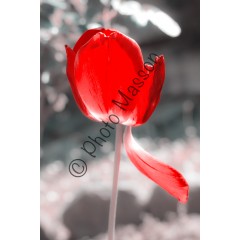 Tulipe Edition limitée